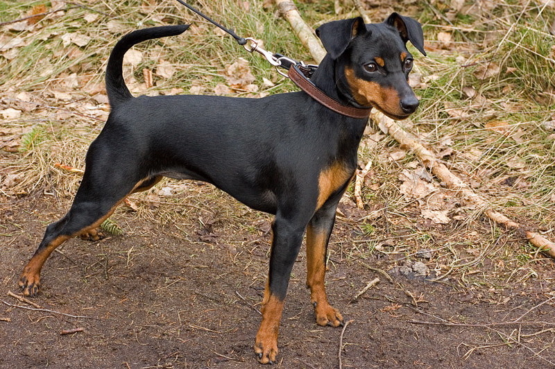Miniature Pinscher – Dog Breed Profile