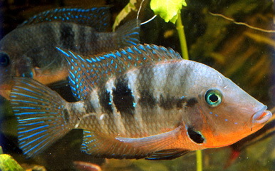 Fish Profile: Firemouth Cichlid